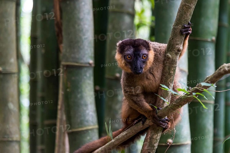 Brown lemur