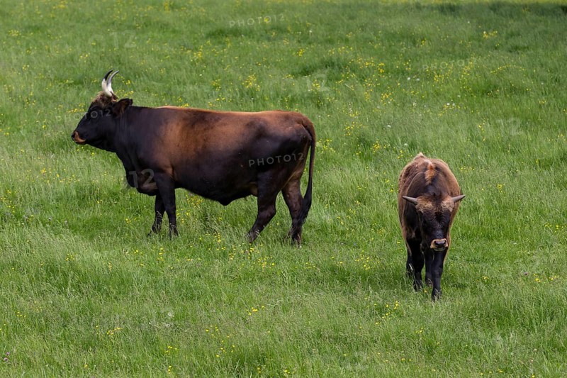 Aurochs