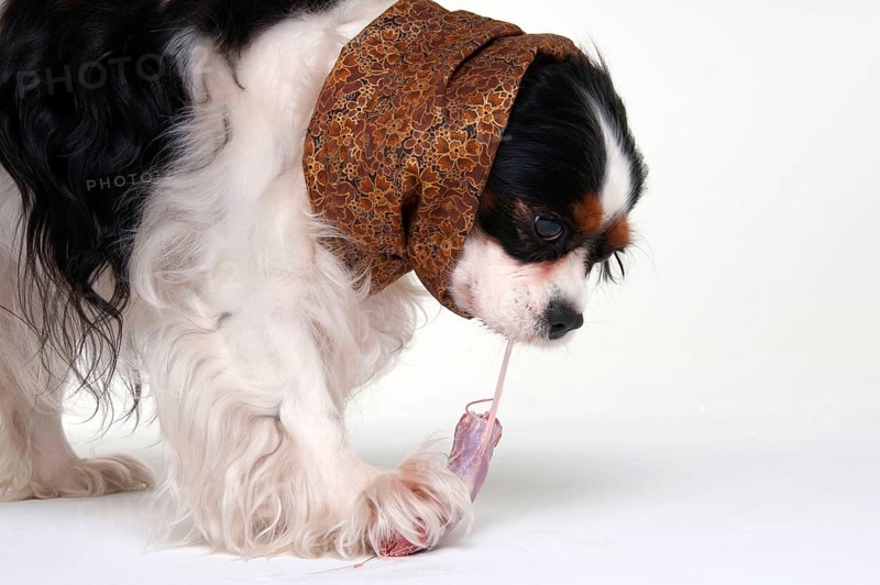 Cavalier King Charles Spaniel