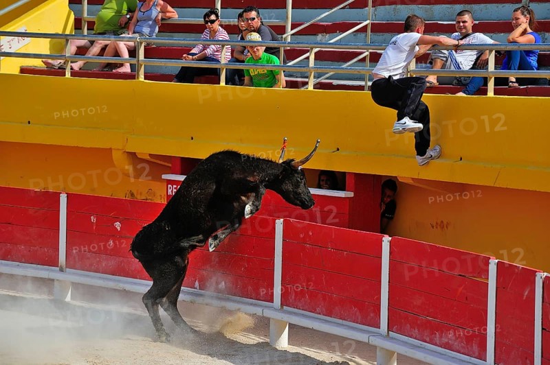 Bullfight