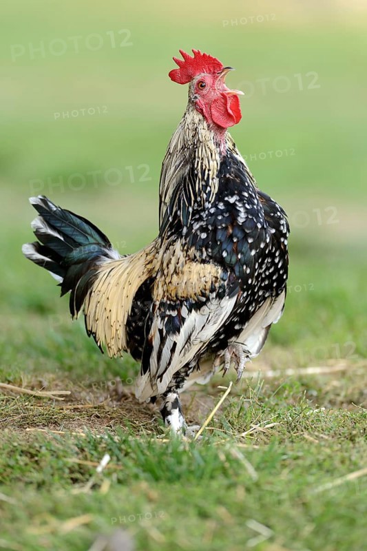 Bantam chicken