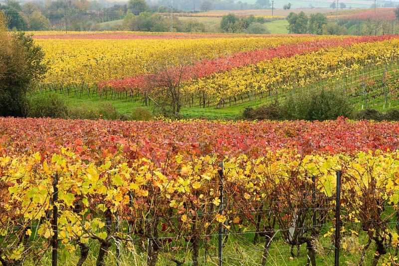 Vineyards