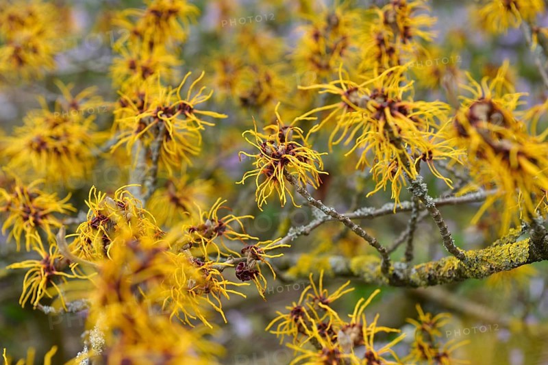 Witch hazel
