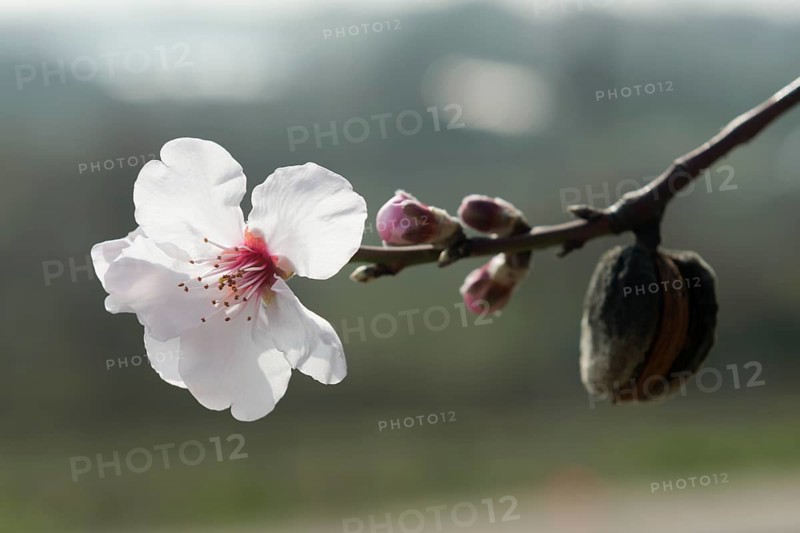 Almond