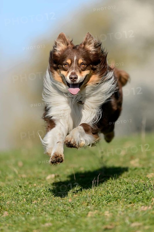 Australian Shepherd