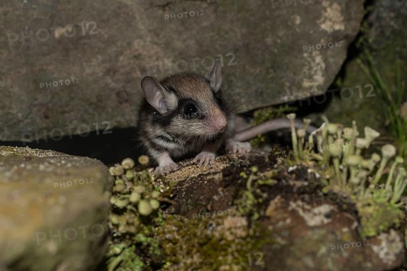 Garden dormouse