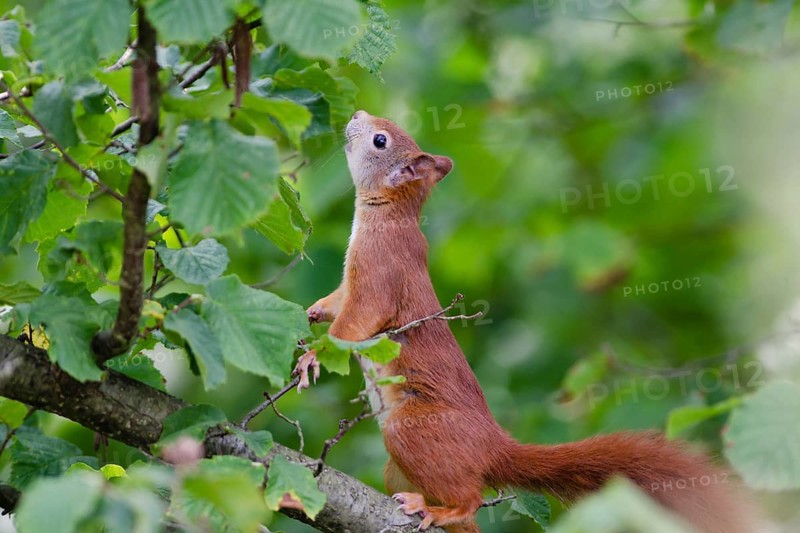 Eurasian red squirrel