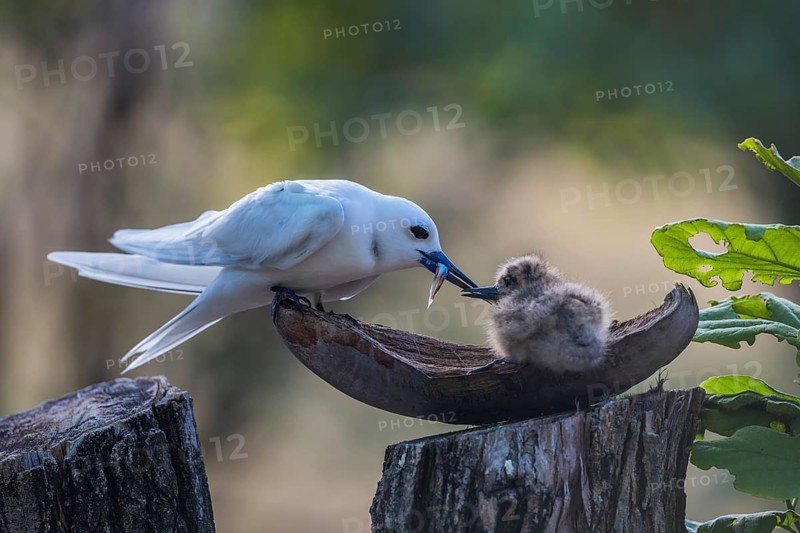 White tern