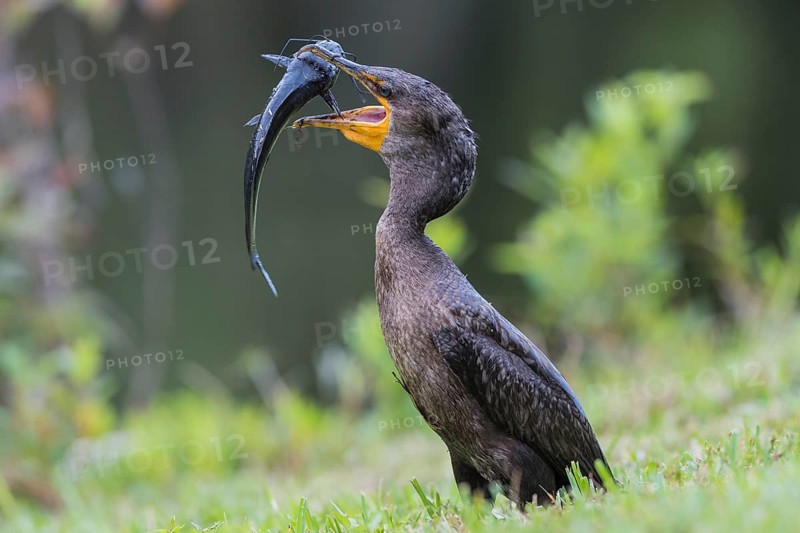 Double-crested cormorant