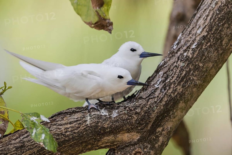 White tern