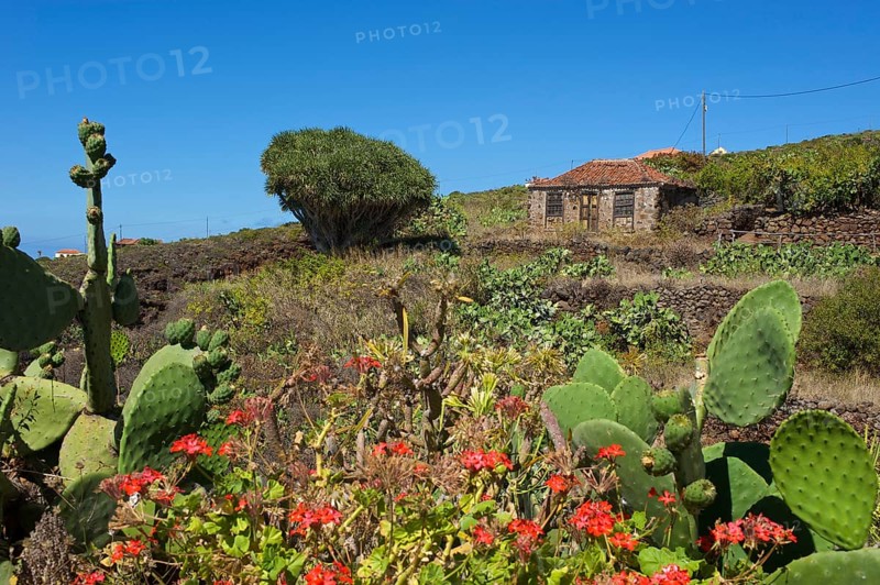Old farmhouse with dragon tree in Garafia