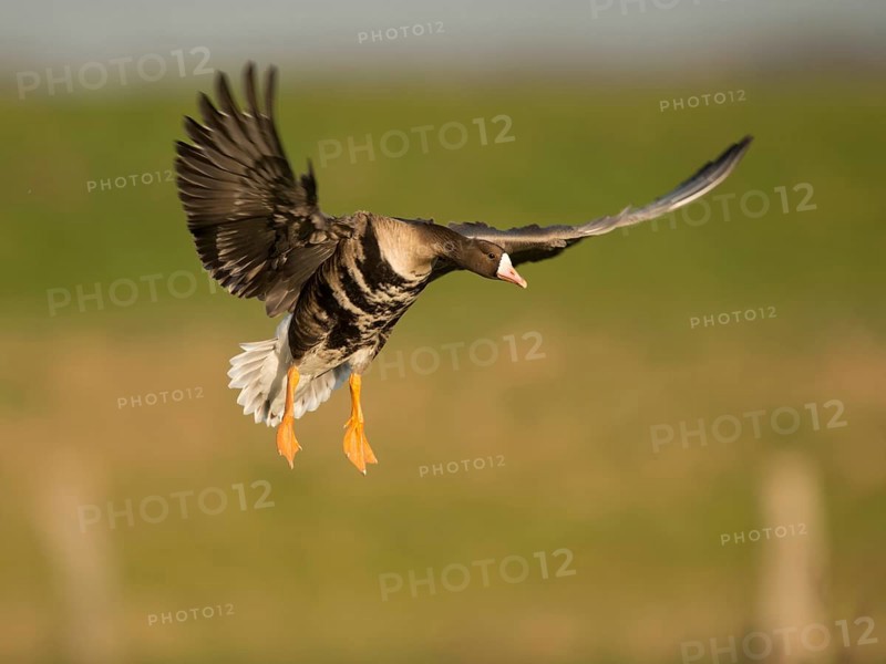 Greater white fronted goose
