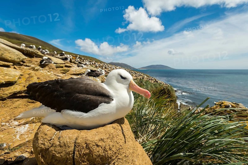 Black-browed Albatross