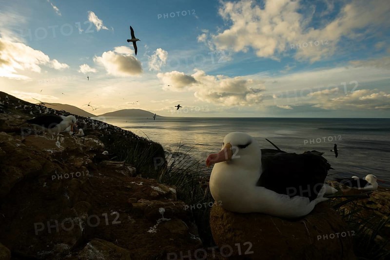 Black-browed Albatross