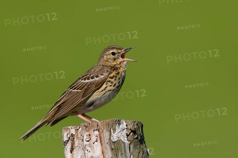 Tree pipit