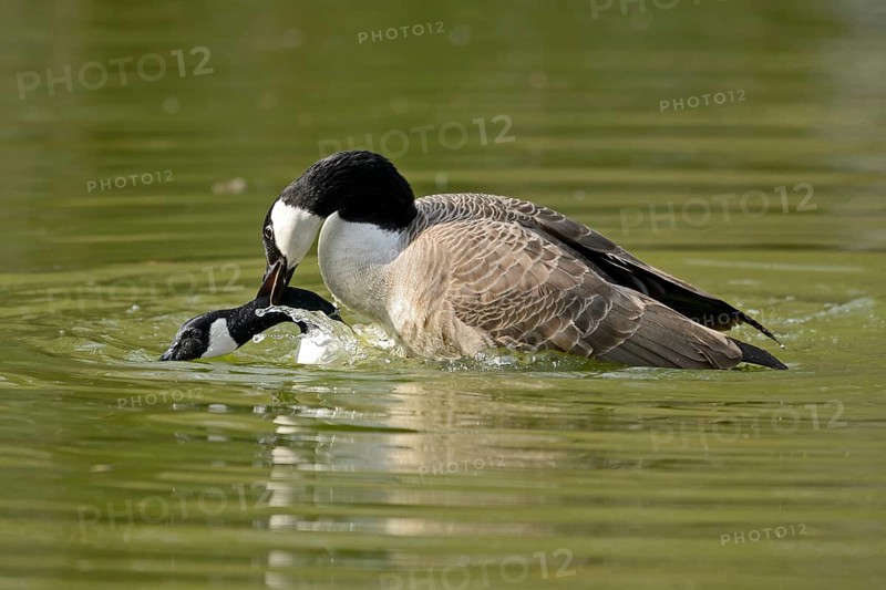 Canada Goose