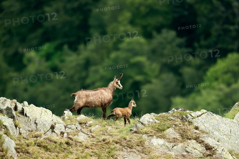 Chamois