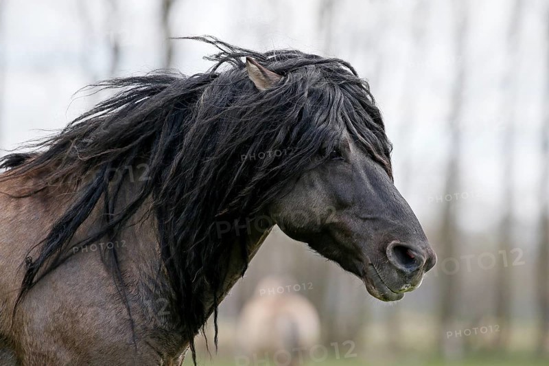 Wild Horse Duelmen