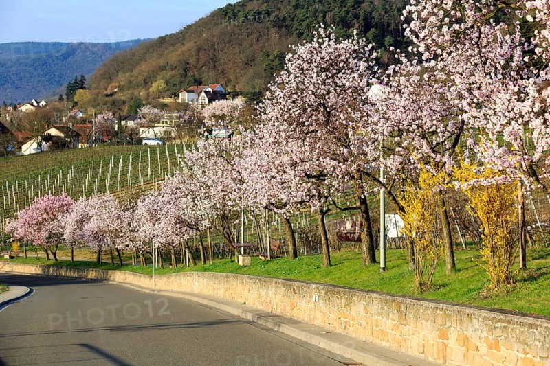 Almond tree