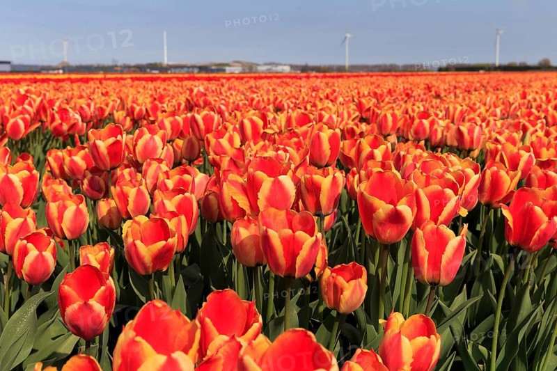 Blooming tulip field near Alkmaar