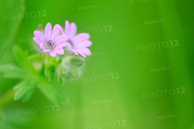 Herb Robert