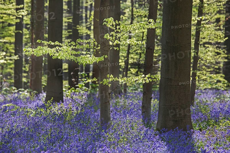 Bluebell