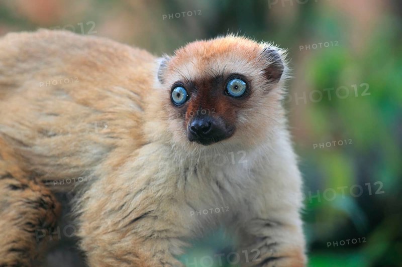 Blue-eyed lemur