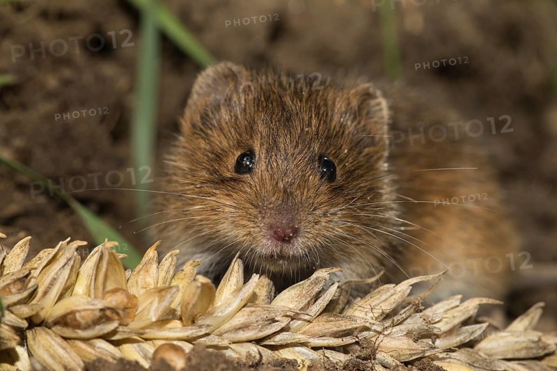 Common vole