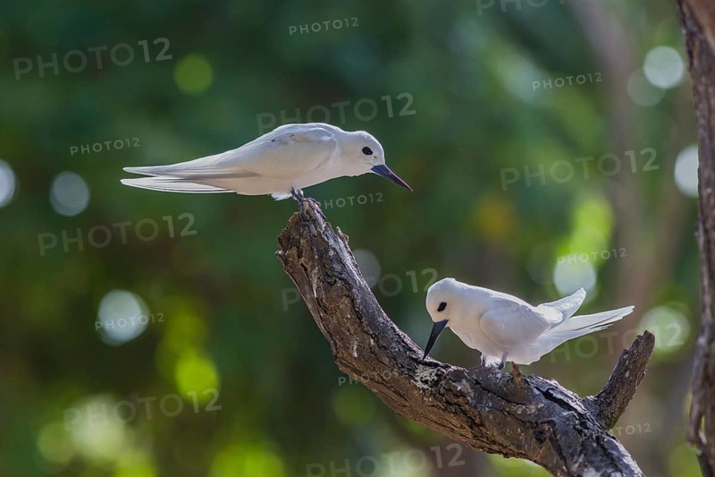 White tern