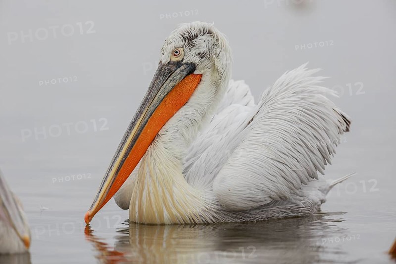 Dalmatian pelican