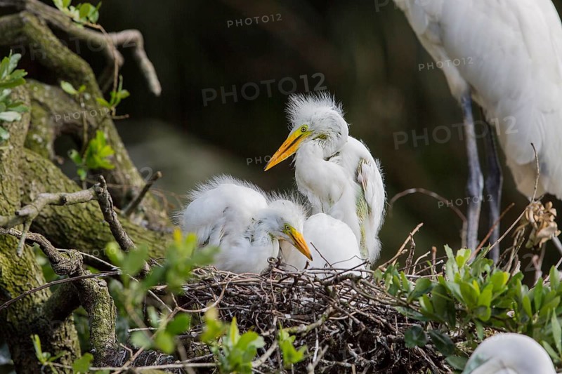 Great egret