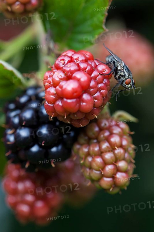 Blackberry