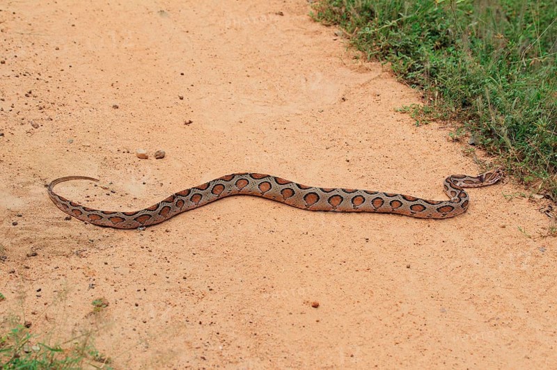 Indian python