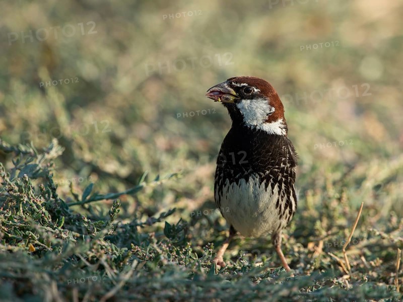 Spanish Sparrow