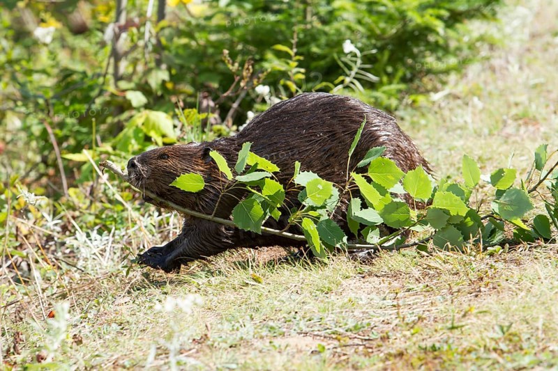 Beaver pulling twigs