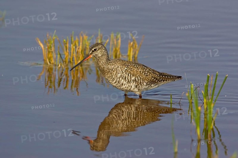 Dunkler Wasserlaeufer