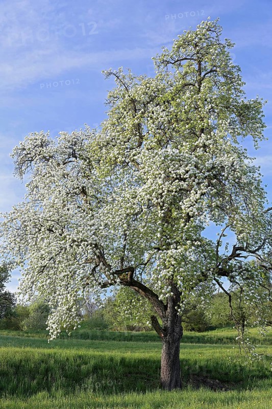 Birnbaum
