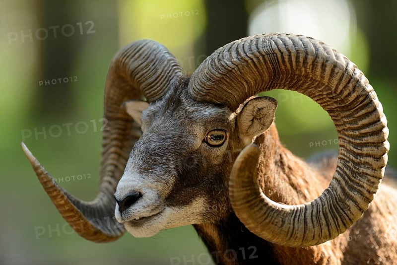 Argali