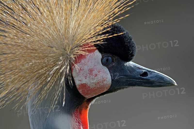 Crowned crane