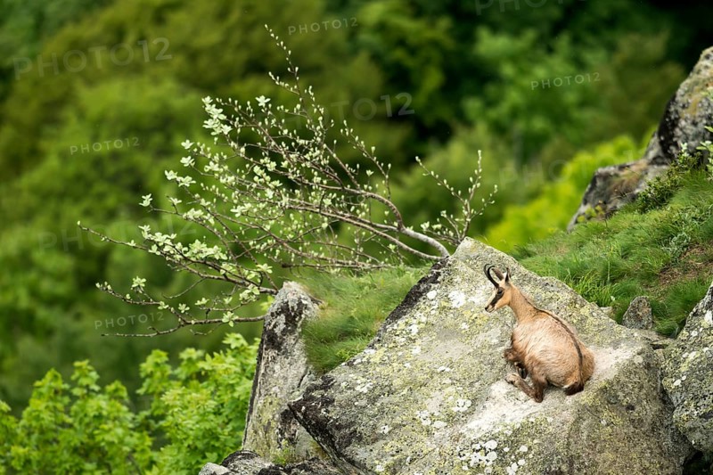 Chamois