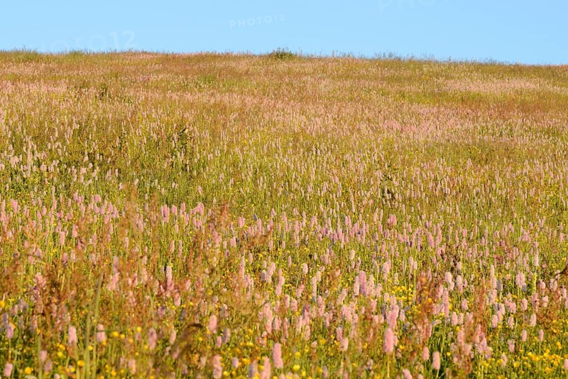 Meadow knotweed