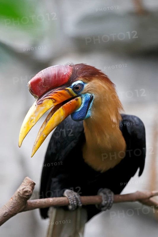 Knobbed Hornbill