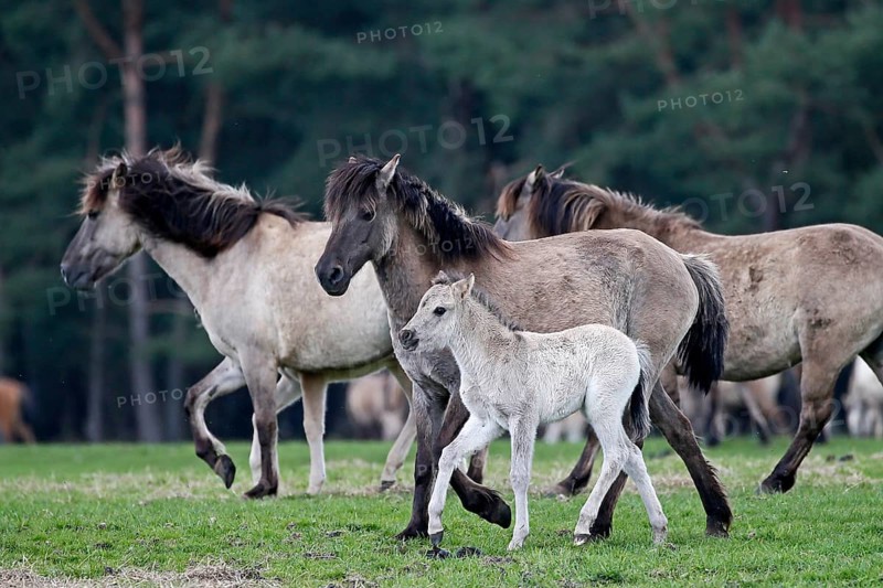 Wild Horse Duelmen