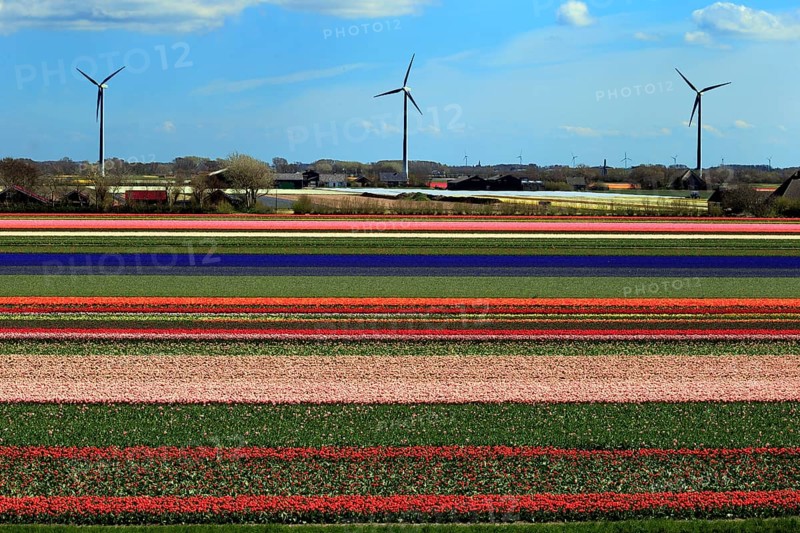 Blooming tulip field near Alkmaar