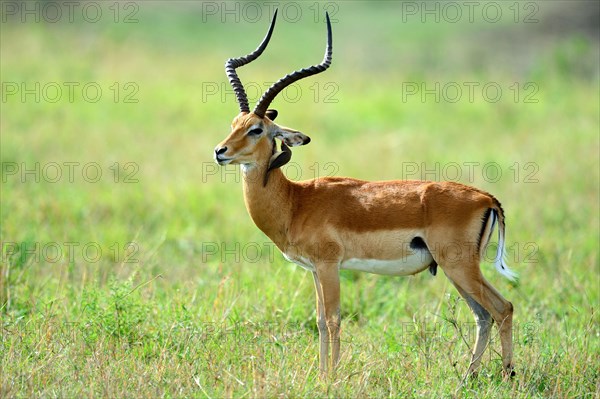 Male impala