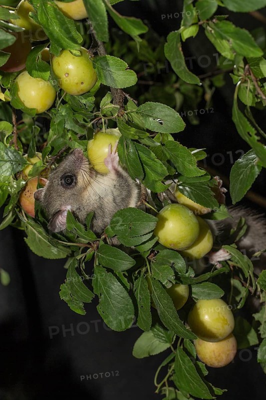 Edible dormouse
