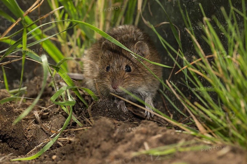 Common vole