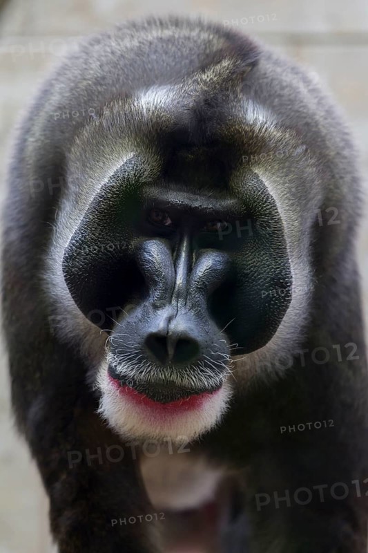 Drill animal