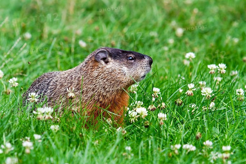 Groundhog feeding in a garden