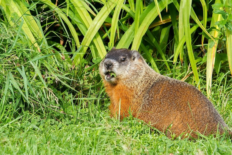 Groundhog feeding in a garden